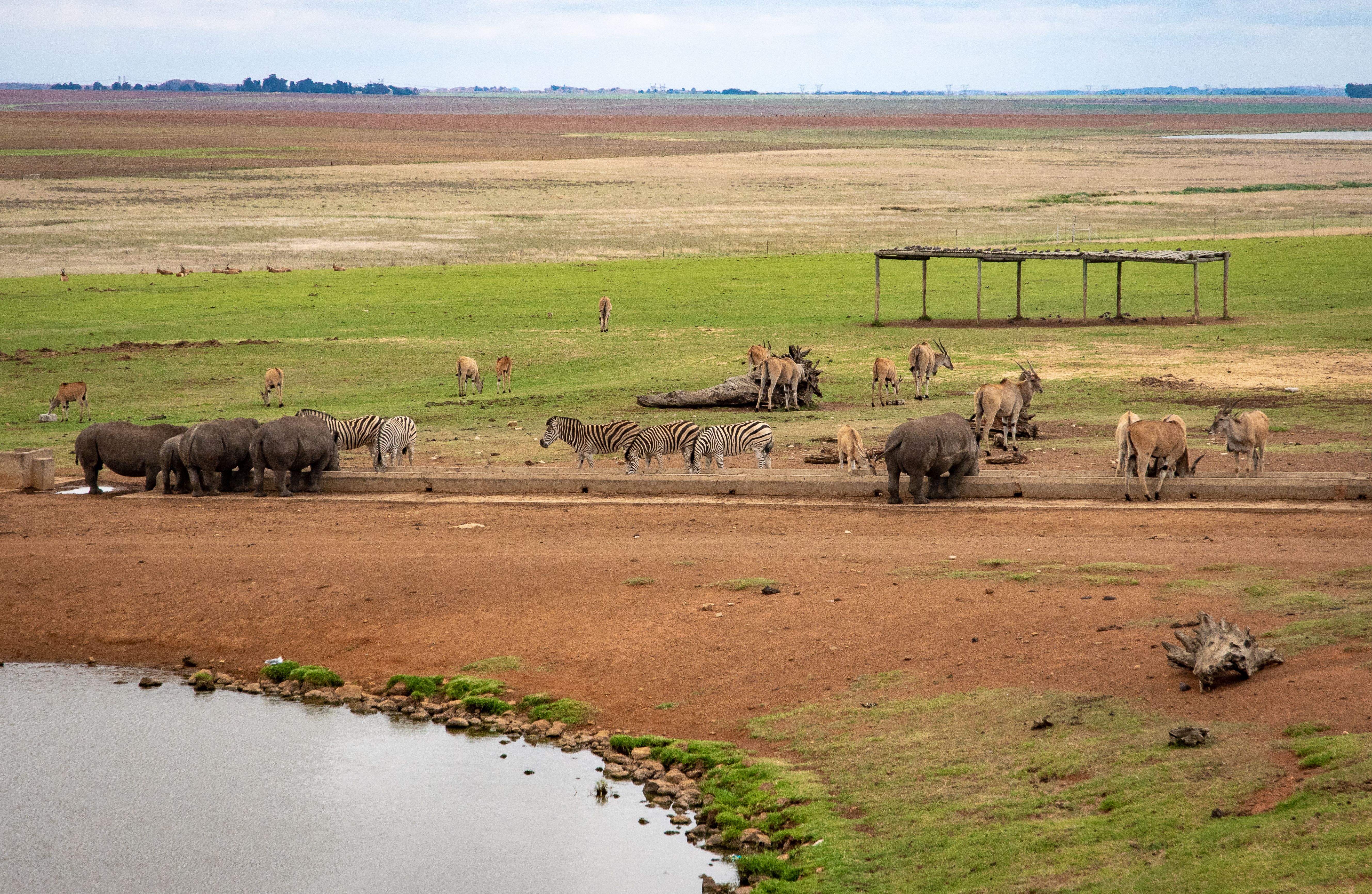 Wildlife bij een drinkplaats